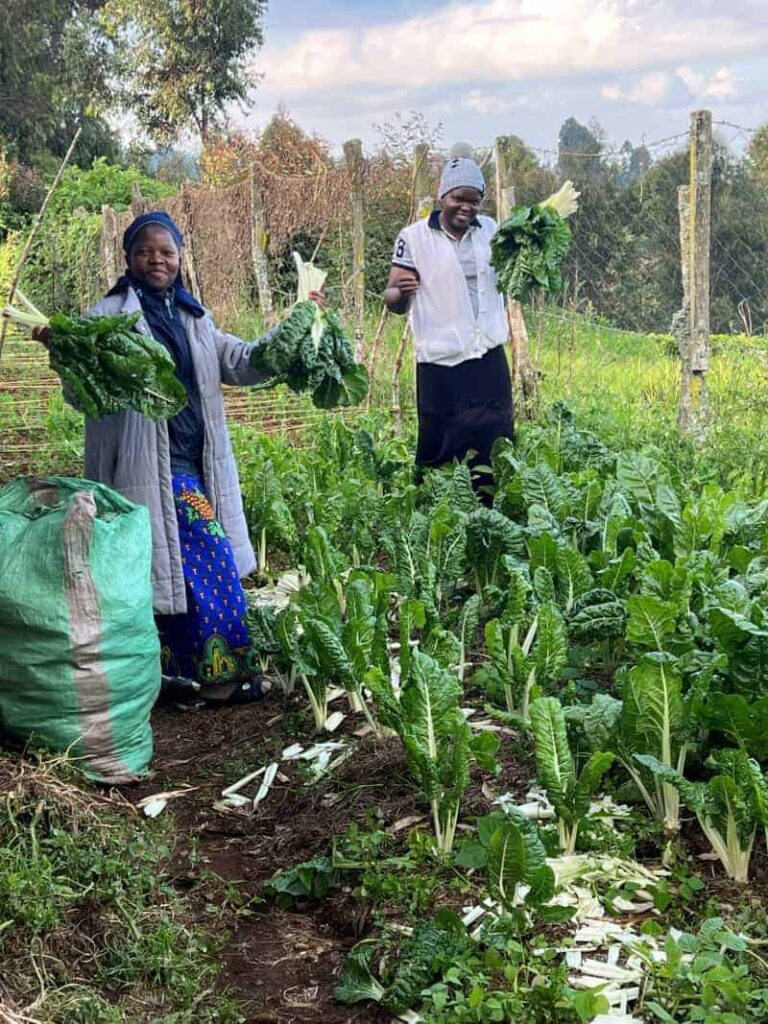 Two professed sisters are picking vegetables to take to those in need.
