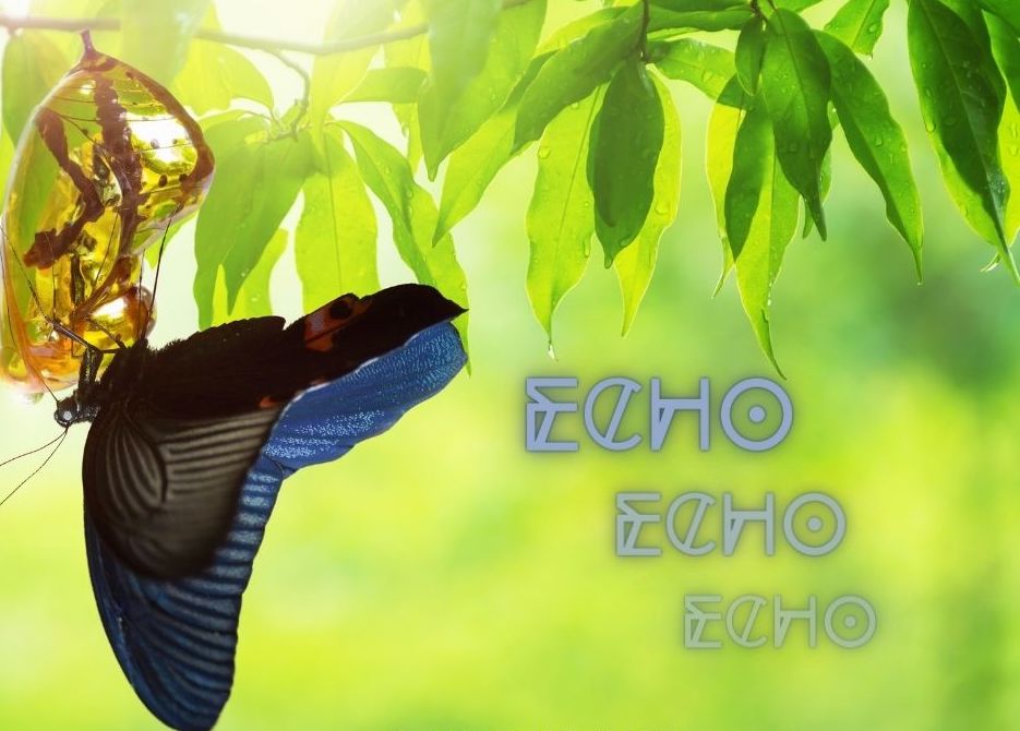 Echo sessions in February