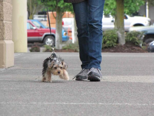 dog therapy