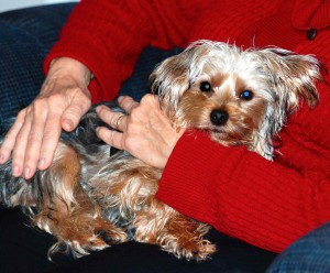 Therapy dog joins Shepherds’ Pathway