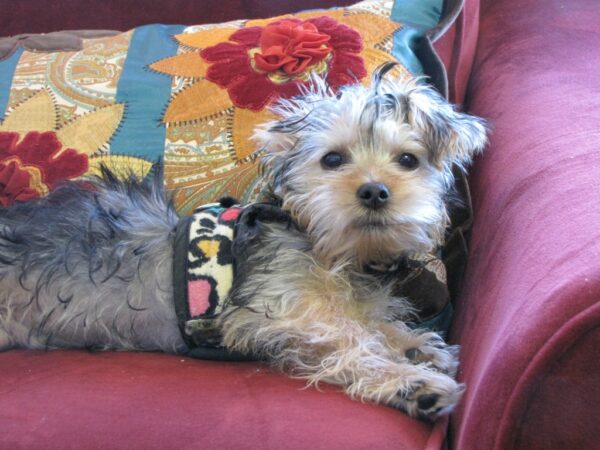 therapy dog