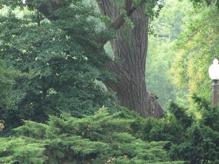 trees form a spiritual nook in a lush forest