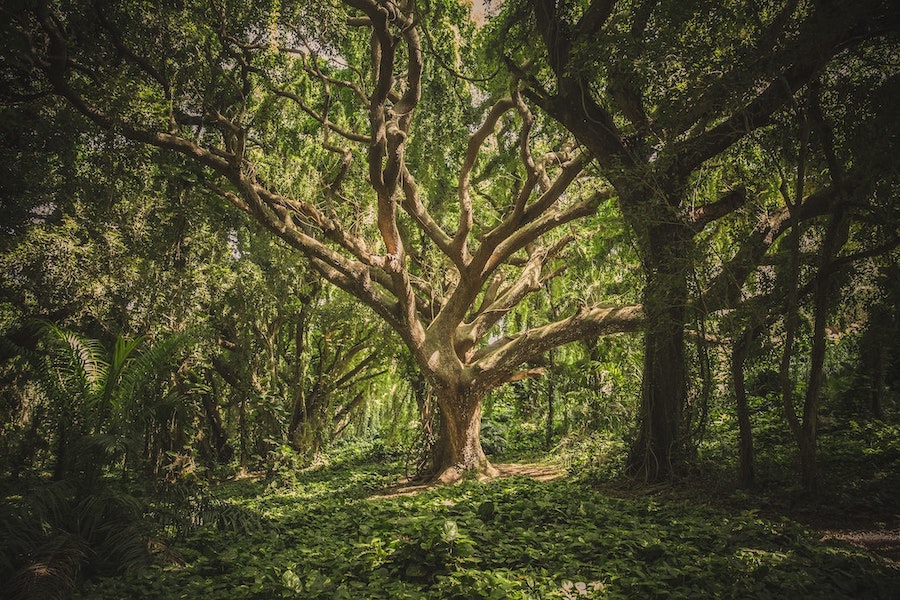 Trees are spiritual for me